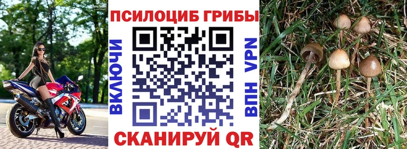 Галлюциногенные грибы мухоморы где продают наркотики Георгиевск